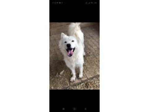Ankara içi samoyed bu bebeğe çok acil yuva