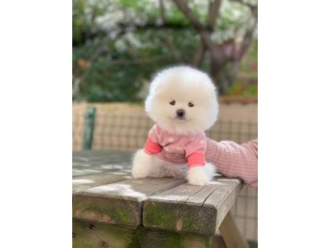 Pomeranian boo