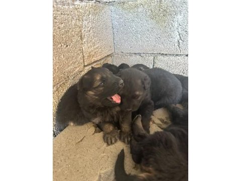Kısa ve uzun tüy maskeli alman çoban köpeği yavrular