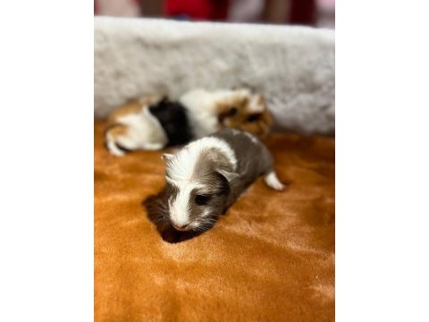 Yavru ginepigler burada