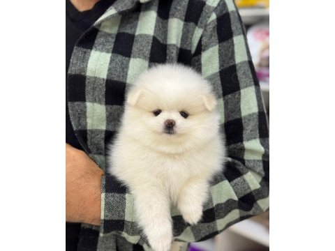 2 aylık pomeranian köpek