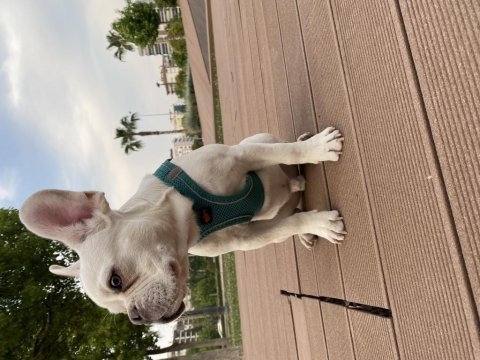 5 allık erkek french bulldog
