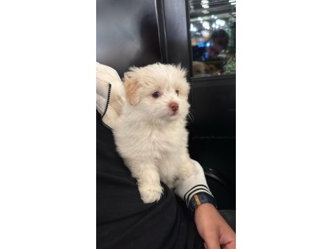 3 aylık poodle