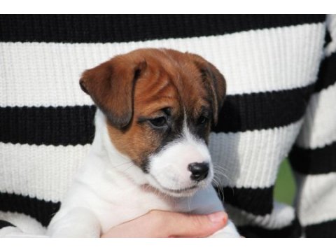 Fcı-kıf uluslararası şecereli jack russell yavrular (smooth)