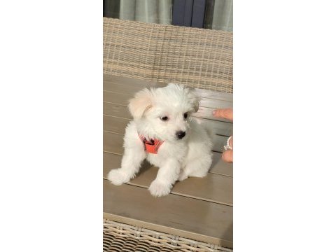 Maltese terrier 3 aylık