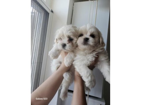 Terrier maltese bebekler