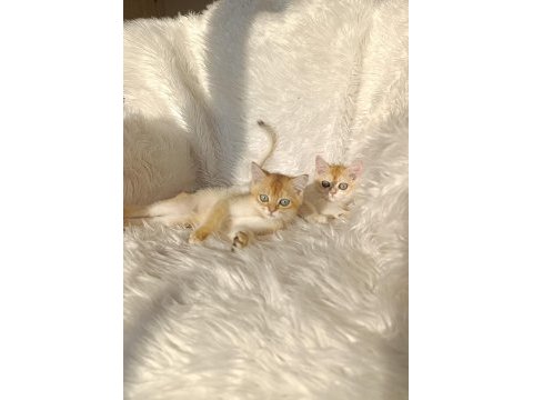 British shorthair golden yavrular