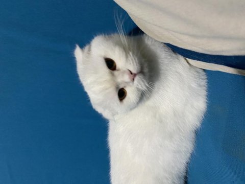 Akıllı ve cins kedimiz