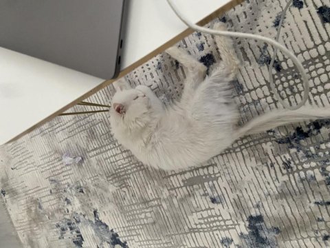 Chinchilla 1 yaşında kedimiz