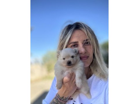 Pomeranian boo yavruları