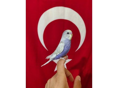 Ev üretimi yeni yeme düşmüş bebek muhabbetler