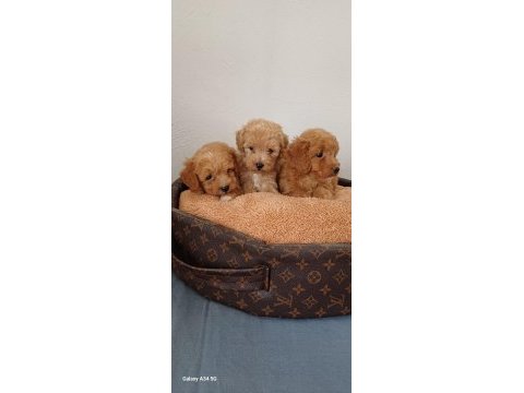 Maltipoo yavru
