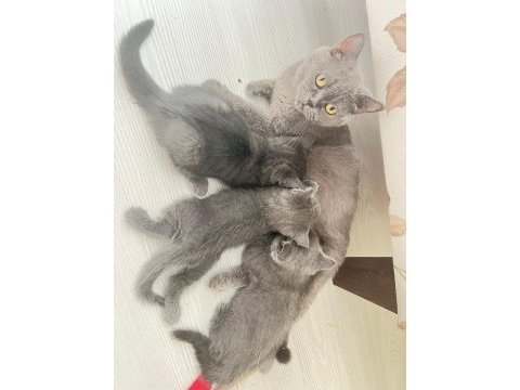 2 aylık british yavrularımız sahiplendirilecektir