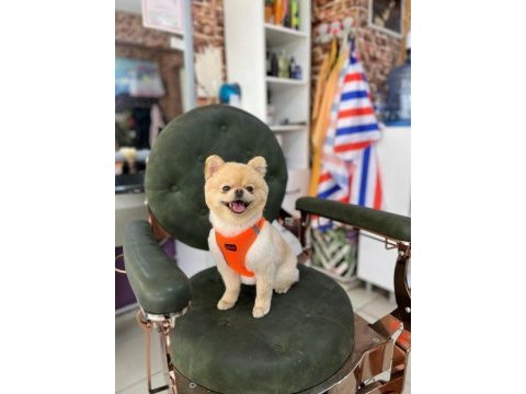 Pomeranian boo dişi için uygun erkek aranıyor