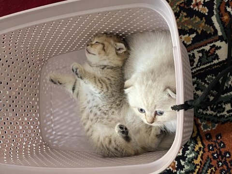 Antalya içi scottish fold sahiplendirme