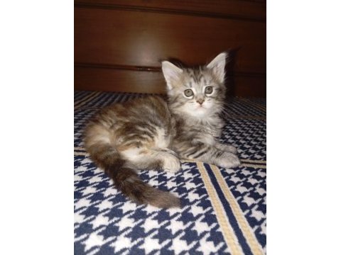 Rus kanı maine coon yavrular