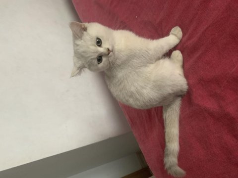 British shorthair dişi yavru