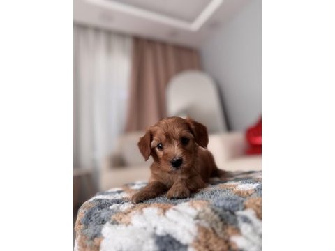 Minik maltipoo