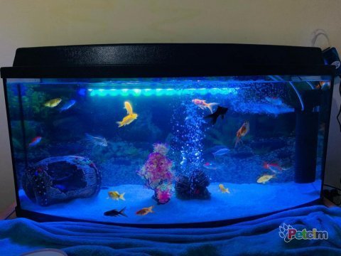 Japon balıkları, teleskop, vatoz ve çöpçü