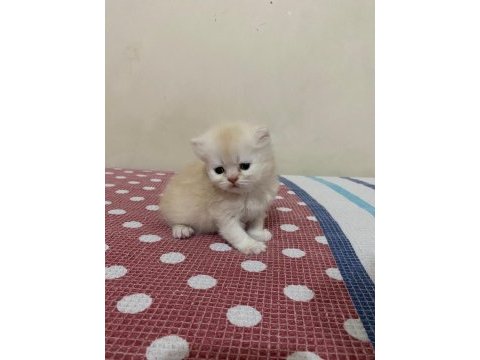 Beyaz gold chinchilla yavrularımız