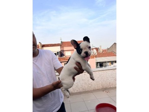 French bulldog yavrularımız ırk garantilidir