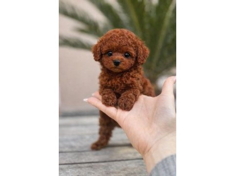 Orijinal toy poodle yavruları