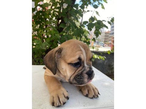 İngiliz bulldog safkan yavrular dişi erkek mevcut