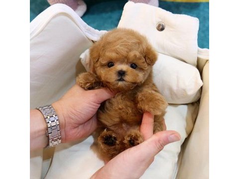 Süper zeki toy poodle bebeklerim