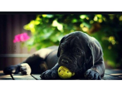 Asil cane corso yavrular