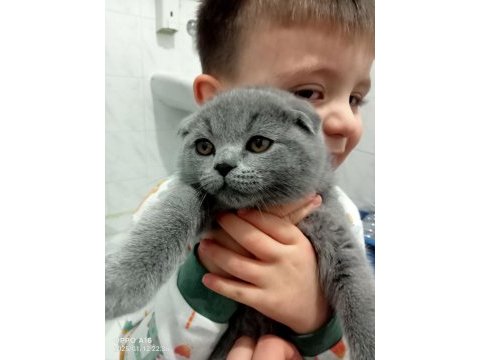 Erkek scottish fold miniğimiz