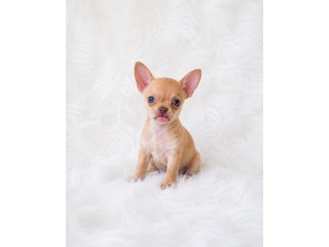 Wc eğitimli cep boy chihuahua
