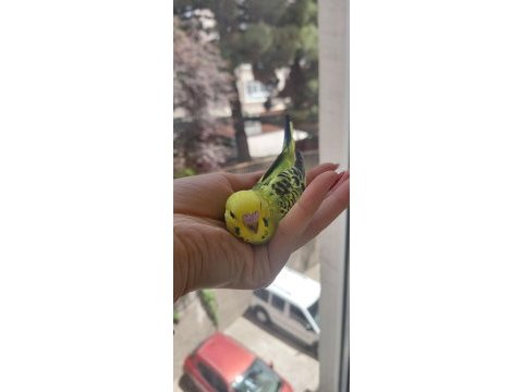 Öğretmenden evde beslenen yavru muhabbet kuşları