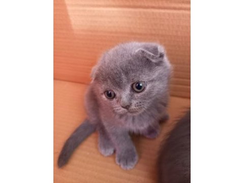 Kapıda odeme adrese teslım scottish fold