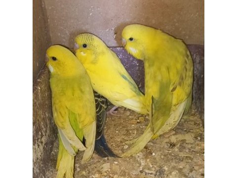 Muhabbet kuşları yavru ve damızlık çiftler