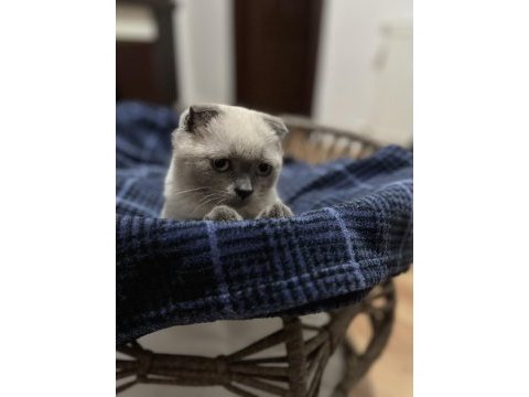4 aylık cins scottish fold blue point kedim