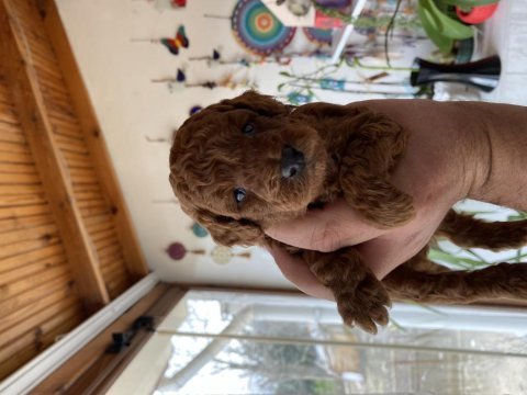 Safkan red brown toy poodle