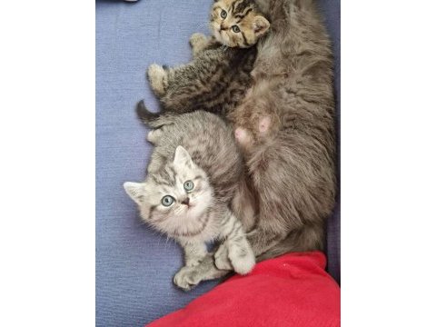 45 günlük silver british longhair