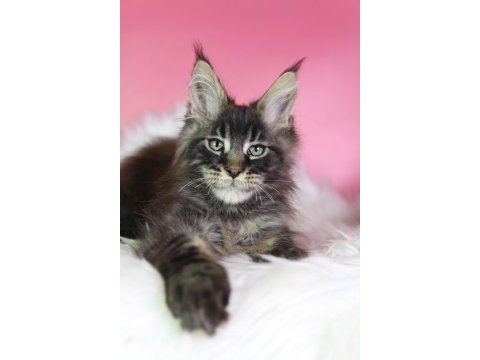 Üst kaliteli maine coon erkek orman rengi
