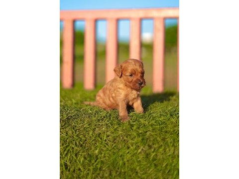 Maltipoo yavrular