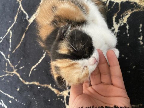 Babası exotic annesi scottish fold
