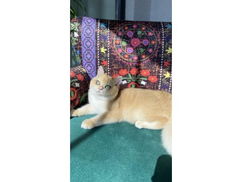 A kalite golden british shorthair