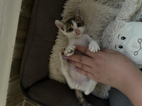 Kedimiz mıncıra yuva arıyoruz