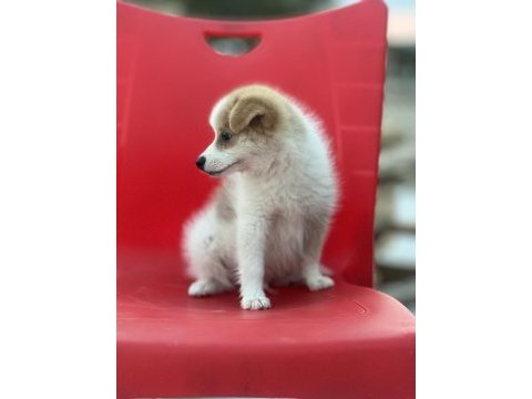 Pomeranian spitz eğitimli aşıları tam acil