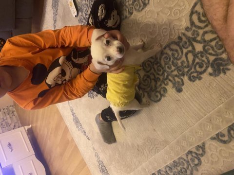 Chihuahua 3 aylık dişi