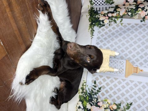 Operasyonlu asil doberman kanlar