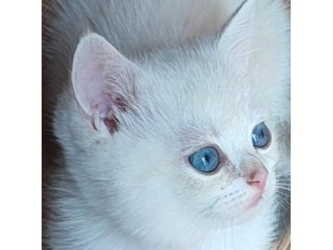 Şafkan british shorthair