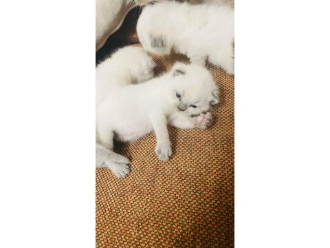 Safkan scottish fold