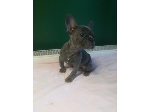 Anatomi harikası blue french bulldog yavrularımız