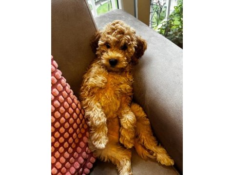 Poodle kızımız yeni yuvasını bekliyor