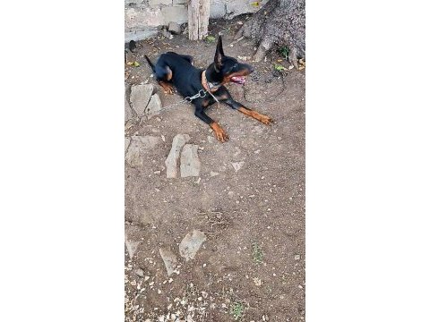Doberman korucularım